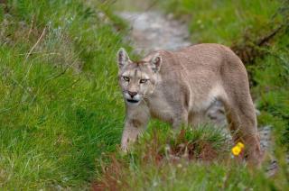 Un puma que causó el accidente de una familia olavarriense puso en agenda un fenómeno cada vez ms marcado