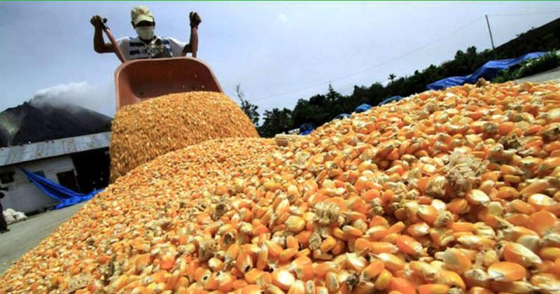 Tras la autorizacioacuten de la Unioacuten Europea Espantildea y Portugal abrieron sus mercados al maiacutez argentino