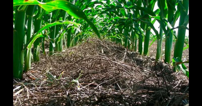 Se vuelve a disparar la urea- sin oferta el precio local supera los US 1300 la tonelada