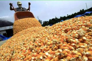 Tras la autorizacioacuten de la Unioacuten Europea Espantildea y Portugal abrieron sus mercados al maiacutez argentino