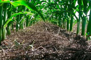 Se vuelve a disparar la urea- sin oferta el precio local supera los US 1300 la tonelada