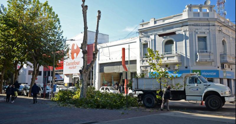 Realizar�n tareas de poda preventiva en la Plaza Central