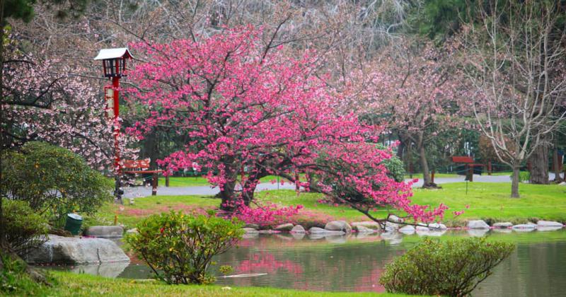 Viviacute la Semana Santa en el Jardiacuten Japoneacutes