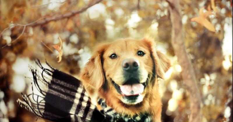 Perros en otontildeo- queacute tener en cuenta con el cambio de estacioacuten