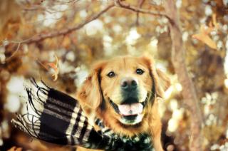 Perros en otontildeo- queacute tener en cuenta con el cambio de estacioacuten