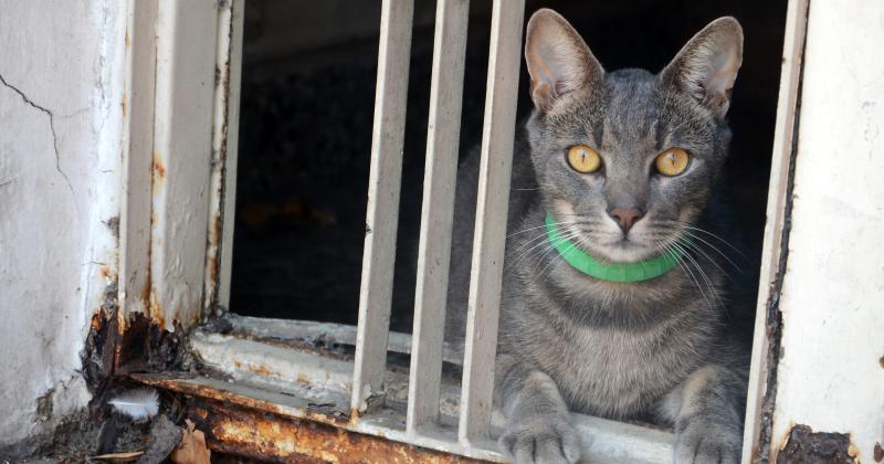 Hay guardia veterinaria privada en Olavarriacutea- Coacutemo y cuaacutendo funciona