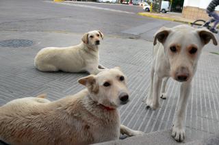 Hay guardia veterinaria privada en Olavarriacutea- Coacutemo y cuaacutendo funciona