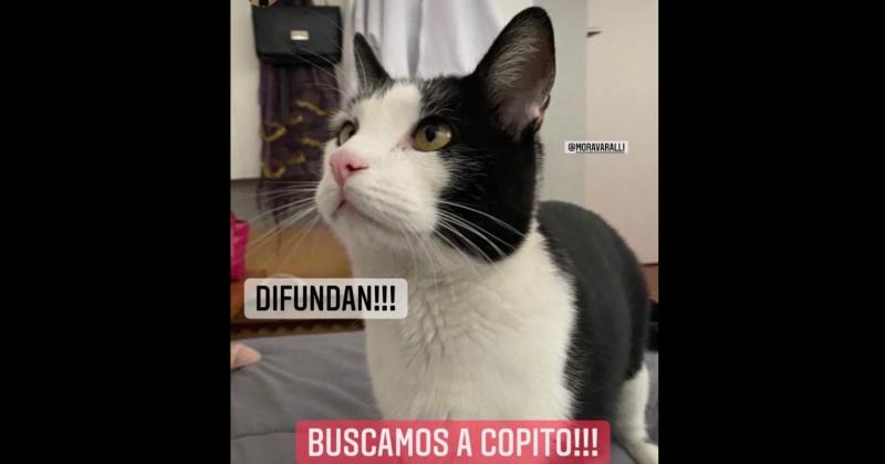 Buscan desesperadamente a Copito