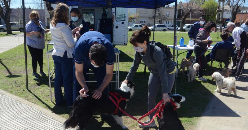 Nuevo punto de vacunacioacuten contra la rabia para perros y gatos