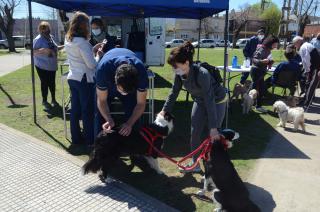 Nuevo punto de vacunacioacuten contra la rabia para perros y gatos