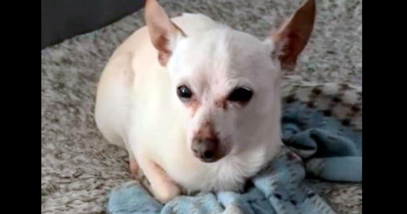 El perro maacutes viejo del mundo es un chihuahua y vive en Florida