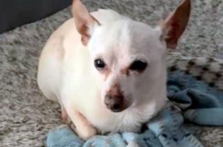 El perro maacutes viejo del mundo es un chihuahua y vive en Florida