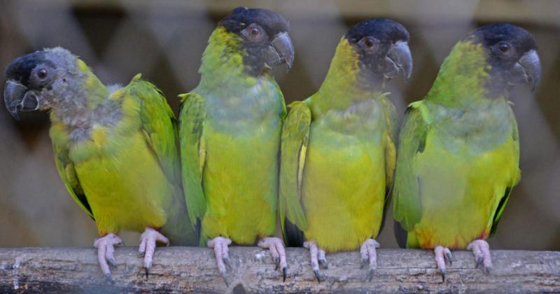 Nacieron loros habladores en el Bioparque La M�xima