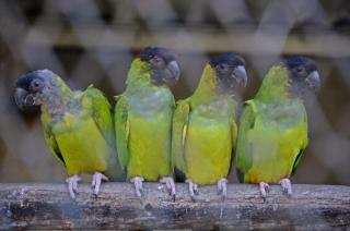 Nacieron loros habladores en el Bioparque La M�xima