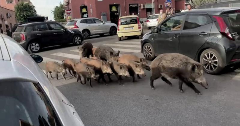  Los jabalíes buscan la basura en las calles de Roma -Télam-