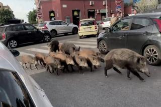  Los jabalíes buscan la basura en las calles de Roma -Télam-