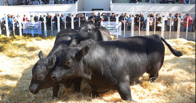 Se apunta a lograr aumentar el peso de faena y las exportaciones crnicas