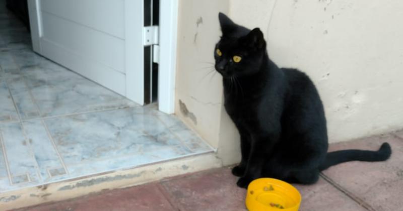 Buscan a los duentildeos de una gatita