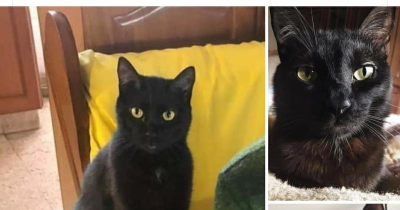 Buscan a Oliver un gatito negro que se perdioacute en el centro