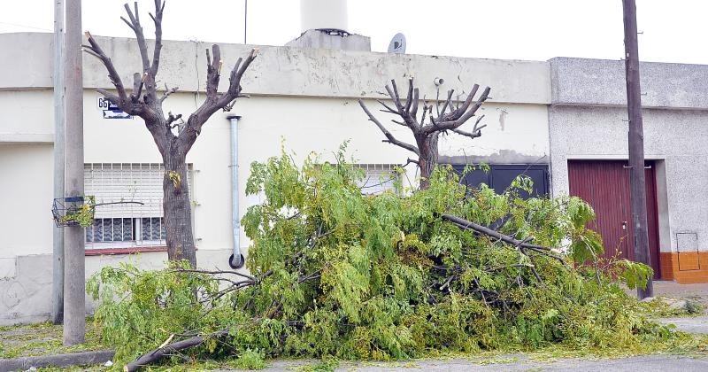 Empezoacute la recoleccioacuten de poda