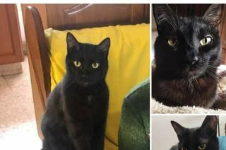 Buscan a Oliver un gatito negro que se perdioacute en el centro