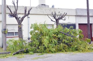 Empezoacute la recoleccioacuten de poda