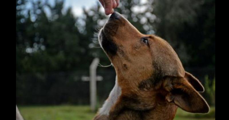 Conoceacute a Pumba en viernes de adopciones 