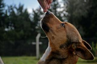 Conoceacute a Pumba en viernes de adopciones 