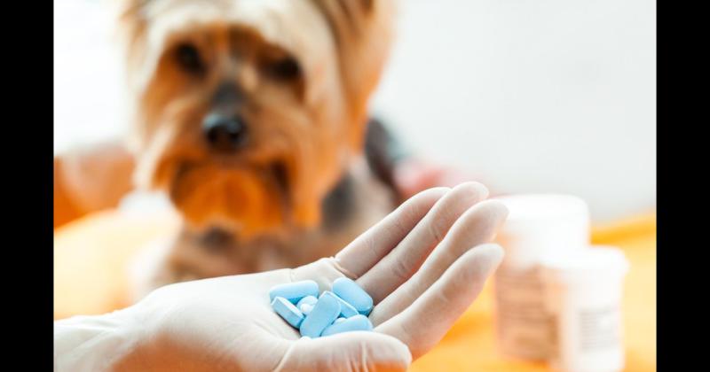 Descubre los medicamentos de humanos que nunca deberiacuteas darle a tu mascota