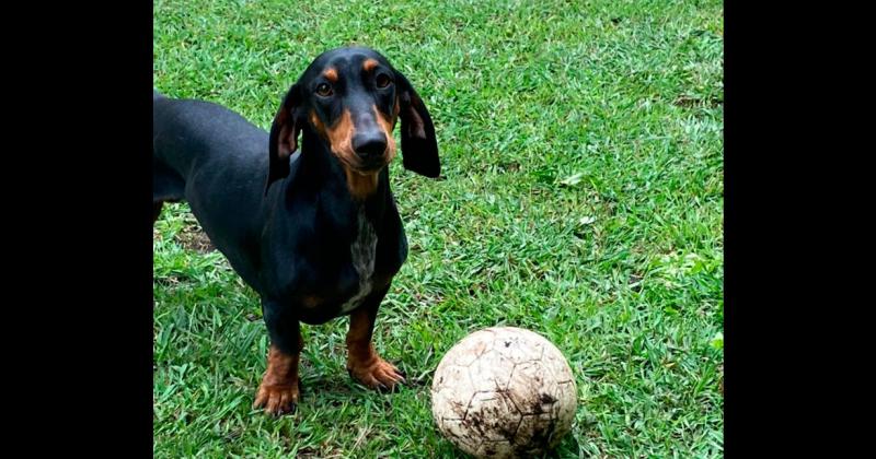  Se perdioacute Coco en la zona del campus universitario