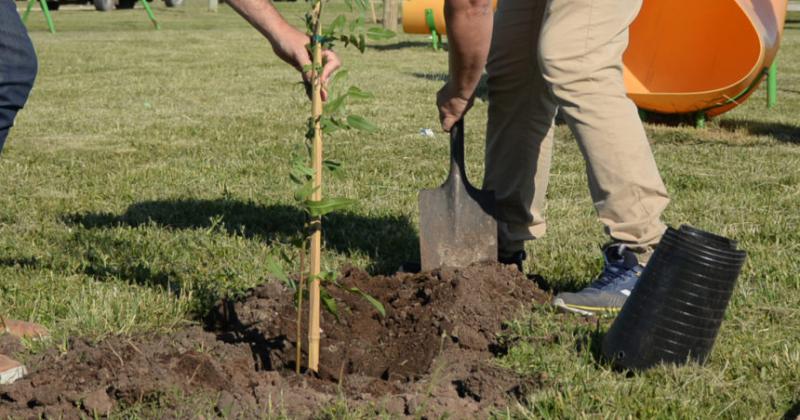 Se reprogramoacute la cuarta jornada de Replantando Olavarriacutea