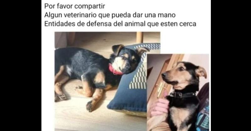 Liberen a Coco- el perro varado hace dos diacuteas en Ezeiza