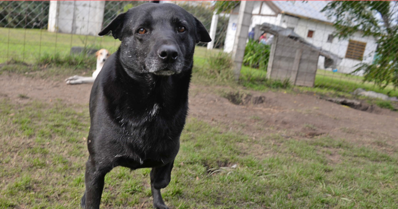 Viernes de adopciones- conoce a Hanson