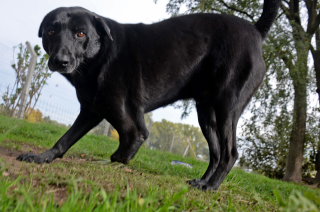 Viernes de adopciones- conoce a Hanson