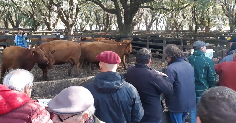 Se realizoacute el 17ordm Remate Vientres del Sudoeste de Cabantildea Los Tigres