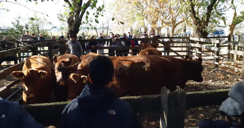 Se realizoacute el 17ordm Remate Vientres del Sudoeste de Cabantildea Los Tigres