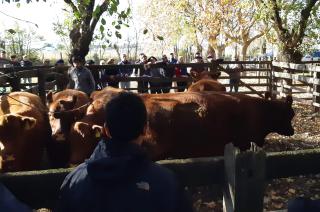 Se realizoacute el 17ordm Remate Vientres del Sudoeste de Cabantildea Los Tigres