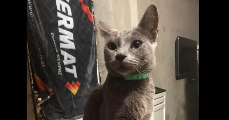 Buscan a un gato en el barrio San Vicente