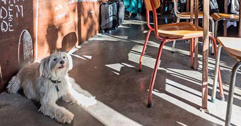 Bahiacutea Blanca quiere declararse pet friendly- iquestqueacute significa