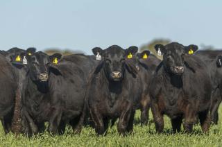 La Sociedad Rural seraacute sede de la Expocisioacuten Nacional Angus de Primavera 2022