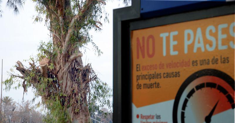 Podaron un eucaliptus en el Parque y cambioacute el paisaje