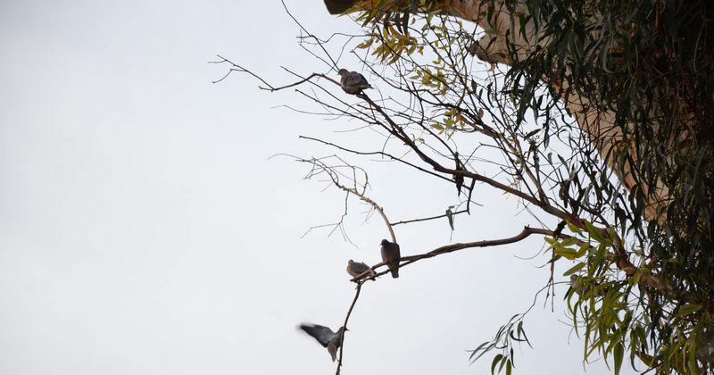 Podaron un eucaliptus en el Parque y cambioacute el paisaje