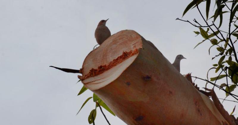 Podaron un eucaliptus en el Parque y cambioacute el paisaje