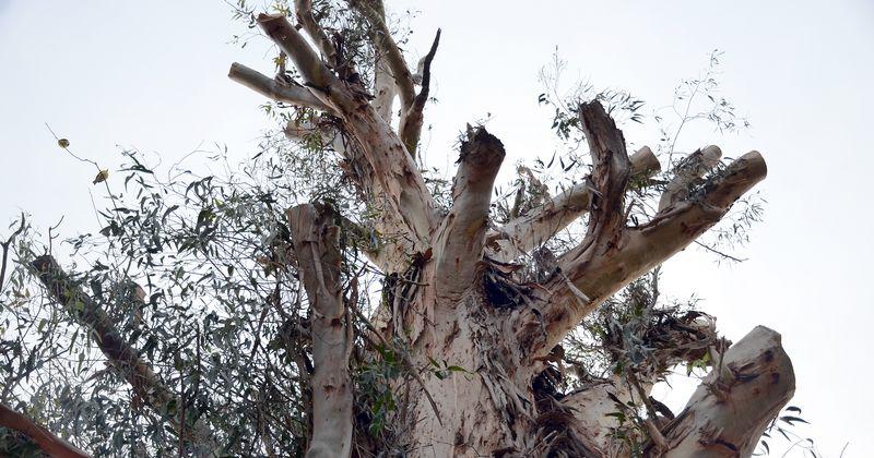 Podaron un eucaliptus en el Parque y cambioacute el paisaje