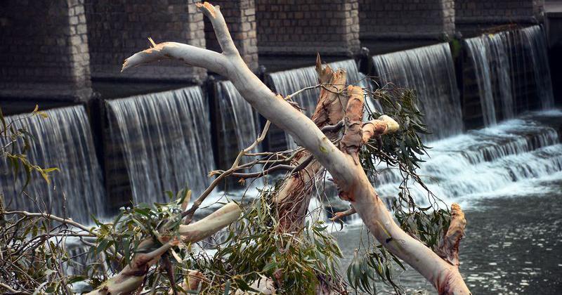 Podaron un eucaliptus en el Parque y cambioacute el paisaje