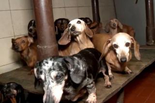 Rescataron a 55 perros Salchicha que eran maltratados en un criadero ilegal