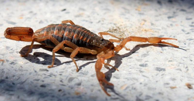 Los alacranes se encuentran en la zonas húmedas y oscuras de la casa