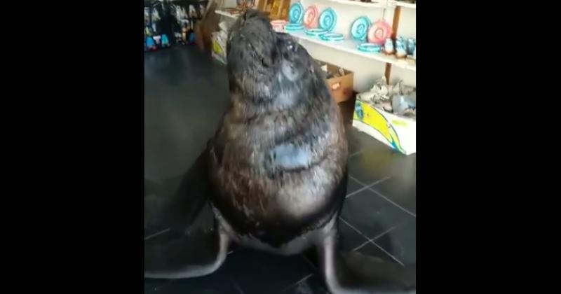 Mar del Plata- el video del lobo marino comerciante que se hizo viral