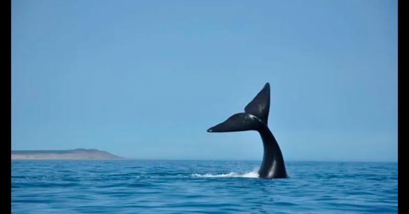 Temporada de avistamiento de ballenas en Puerto Piraacutemides