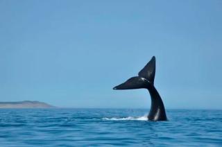 Temporada de avistamiento de ballenas en Puerto Piraacutemides